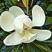 Magnolia Blossom by peggysirk