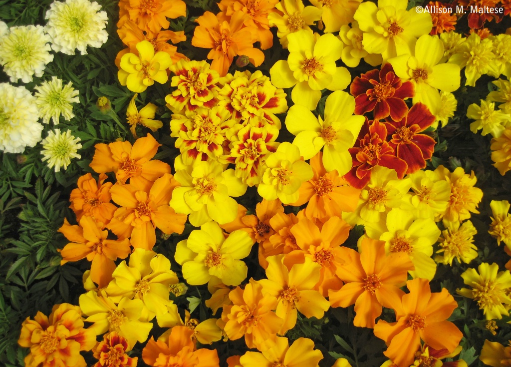 Marigolds by falcon11