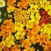 Marigolds by falcon11