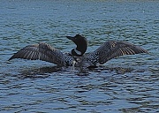 20th May 2012 - Pappa Loon, Strutting His Stuff and Drawing My Attention Away from the Nest!