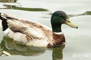 20th May 2012 - Mr. Duck