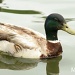 Mr. Duck by msfyste