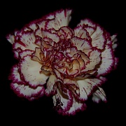 20th May 2012 - Carnation