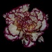 Carnation by dakotakid35