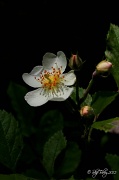20th May 2012 - Multiflora Rose 