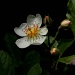 Multiflora Rose  by skipt07