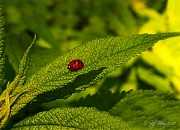 20th May 2012 - Lady Bug