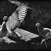 just pigeons by mjmaven