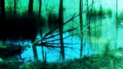20th May 2012 - Swamp Mist Dreamscape