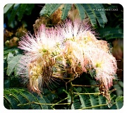 15th May 2012 - Mimosa