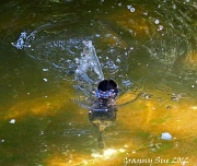 20th May 2012 - D is for Diving Duck