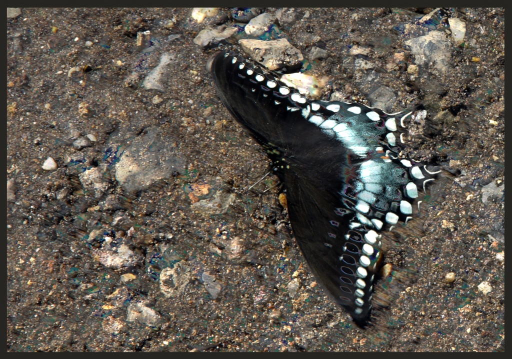 Butterfly by hjbenson