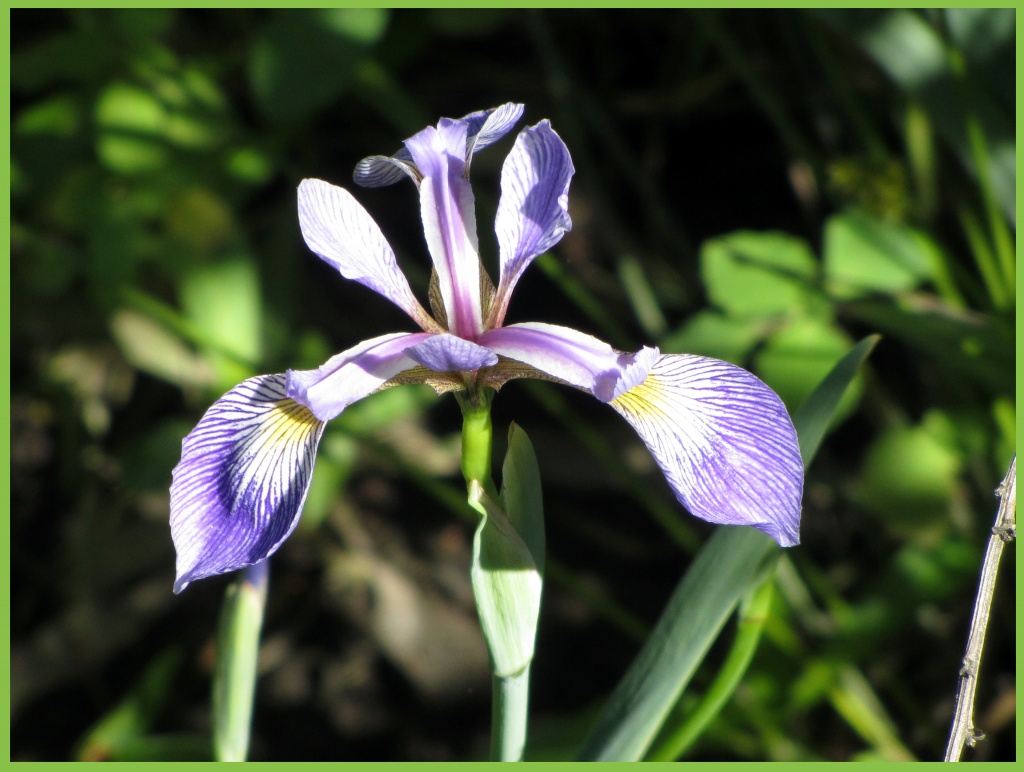 Pinelands Iris by hjbenson