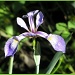 Pinelands Iris by hjbenson