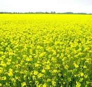 20th May 2012 - Yellow!
