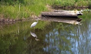 19th May 2012 - Heron At Harbor Point