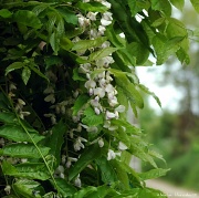 20th May 2012 - Wisteria