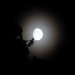See, the moon shines through the trees by berend