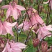 pink aquilegia in the garden by quietpurplehaze