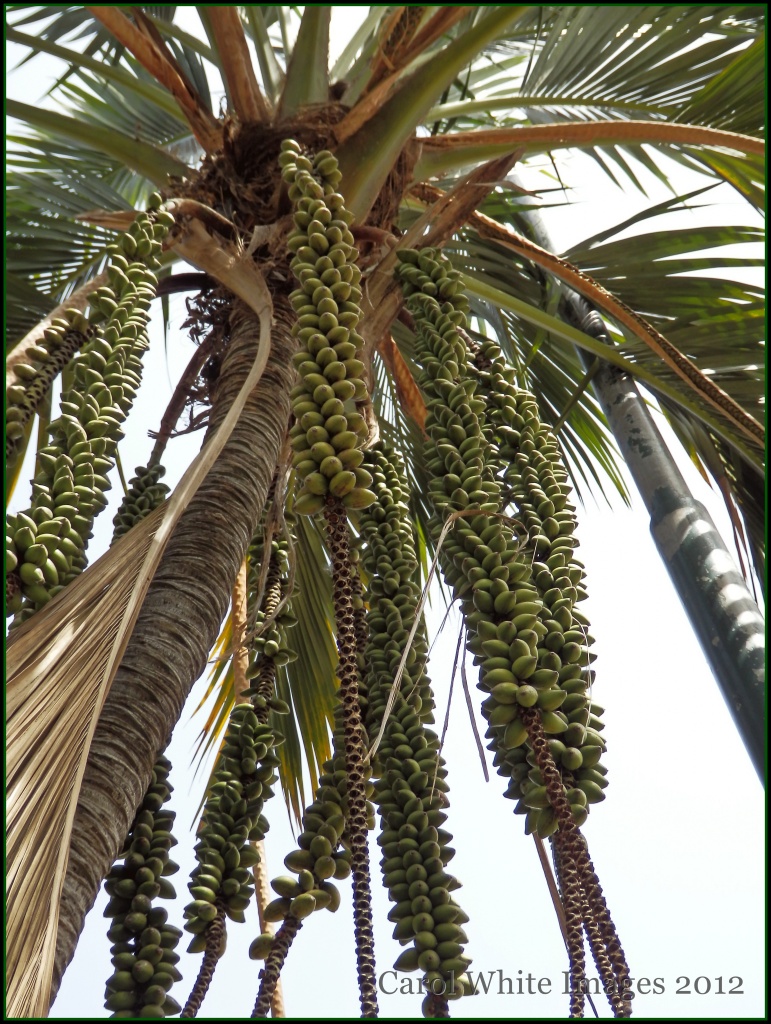 Palm Tree by carolmw