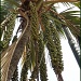 Palm Tree by carolmw