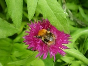 21st May 2012 - A busy bee.