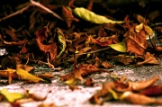 21st May 2012 - Dead Leaves