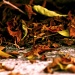 Dead Leaves by iamdencio