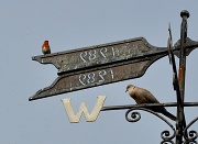 13th May 2012 - What did the Robin say to the Dove?...