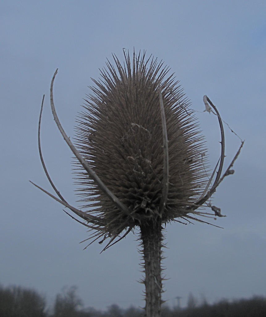 Teasel and Grey Sky by helenmoss