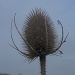 Teasel and Grey Sky by helenmoss