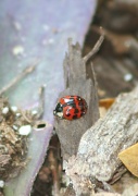 19th May 2012 - Ladybug