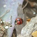 Ladybug by tara11
