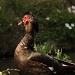 Duck at Candleridge Park by judyc57