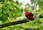 21st May 2012 - Red Bird