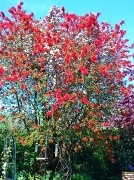 21st May 2012 - Chilean Flame Tree  