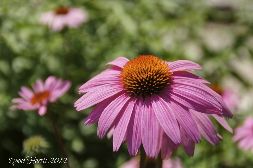 Purple Flower by lynne5477