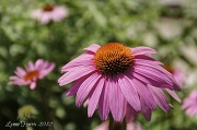 21st May 2012 - Purple Flower