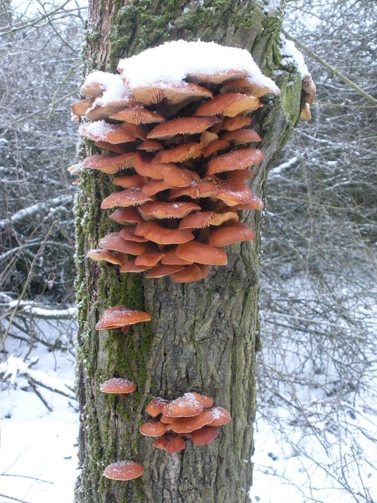 Orange fungus by helenmoss