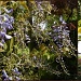 Wisteria sinensis by pyrrhula