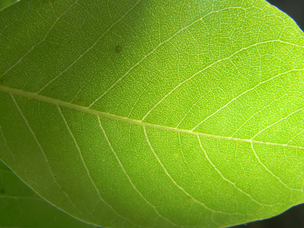 Blackgum Leaf 5.21.12 by sfeldphotos