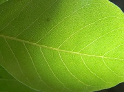21st May 2012 - Blackgum Leaf 5.21.12