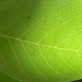Blackgum Leaf 5.21.12 by sfeldphotos