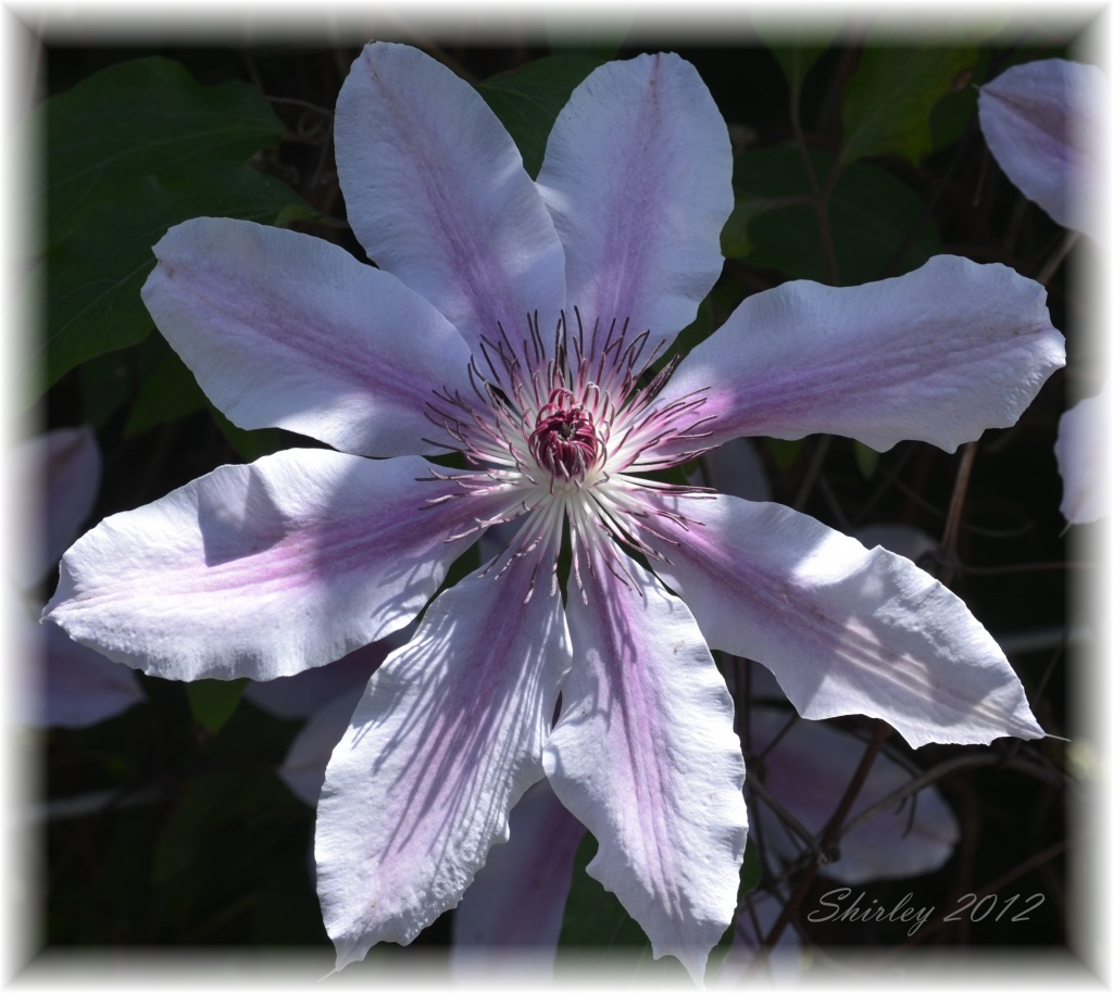 clematis by mjmaven