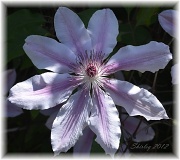21st May 2012 - clematis