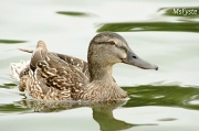 21st May 2012 - Mrs. Duck