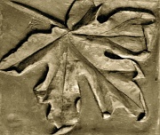 21st May 2012 - Carved Leaf