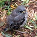 Baby Mockingbird by grannysue