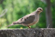 21st May 2012 - Mourning Dove