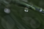 21st May 2012 - Water drops